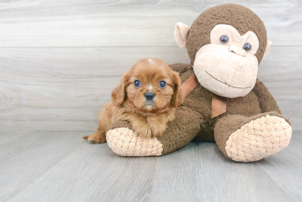 Akc Registered Cavalier King Charles Spaniel Purebred Pup