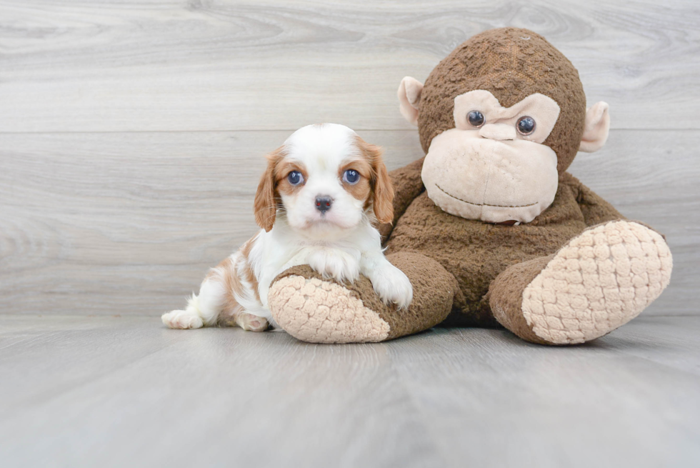 Sweet Cavalier King Charles Spaniel Purebred Puppy