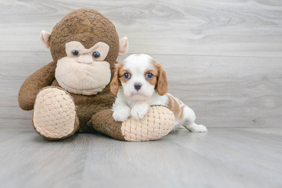 Fluffy Cavalier King Charles Spaniel Purebred Puppy