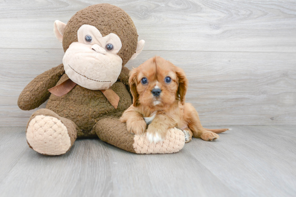Cavalier King Charles Spaniel Puppy for Adoption