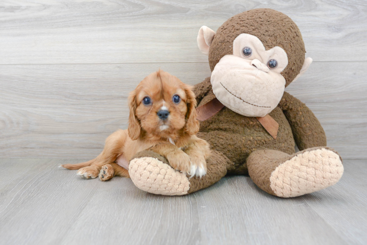 Best Cavalier King Charles Spaniel Baby