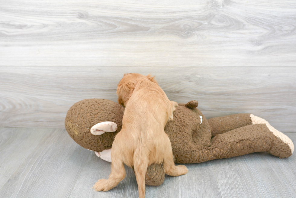 Cavalier King Charles Spaniel Puppy for Adoption