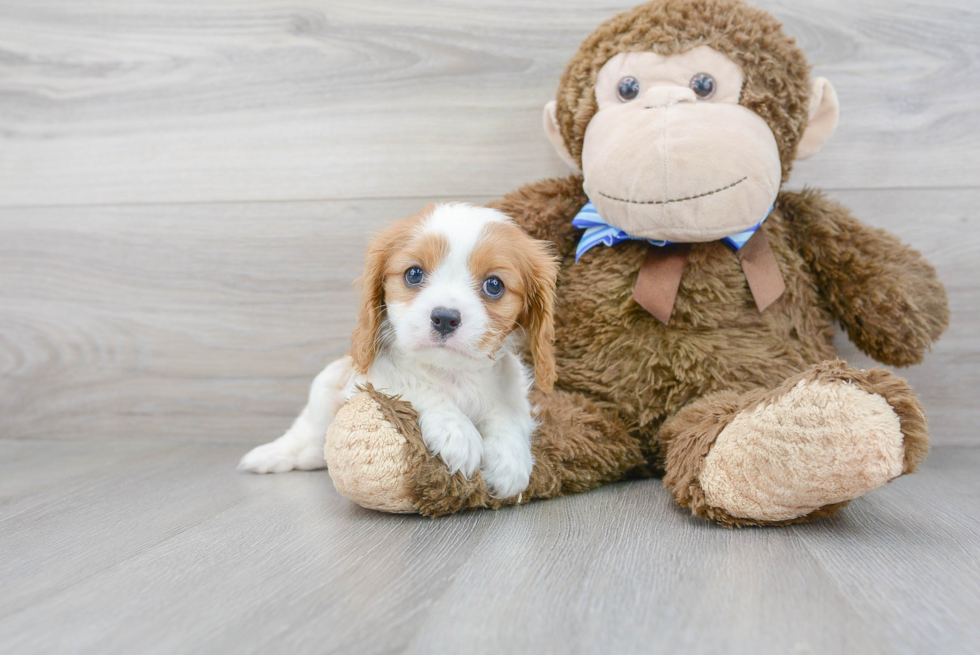 Best Cavalier King Charles Spaniel Baby