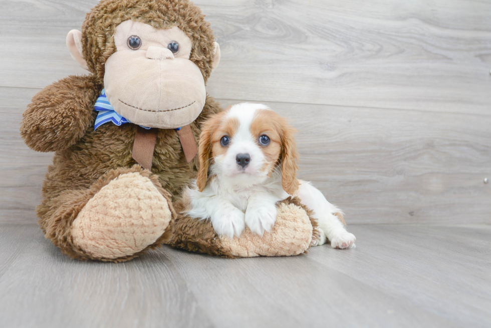 Akc Registered Cavalier King Charles Spaniel Baby