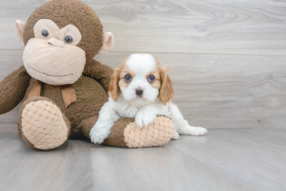 Popular Cavalier King Charles Spaniel Purebred Pup