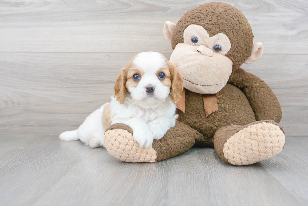 Best Cavalier King Charles Spaniel Baby