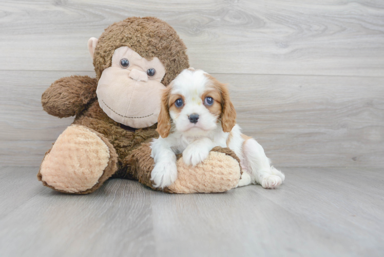 Best Cavalier King Charles Spaniel Baby