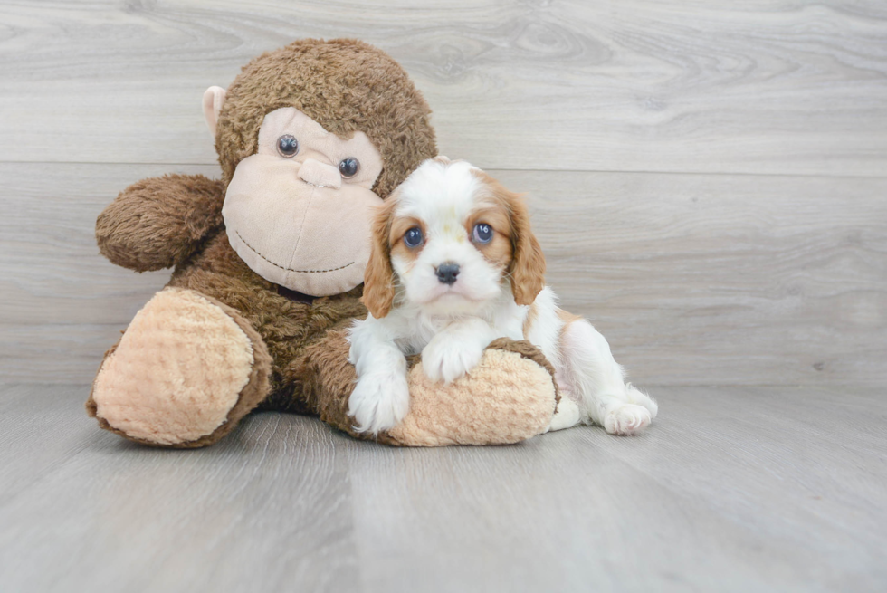 Best Cavalier King Charles Spaniel Baby
