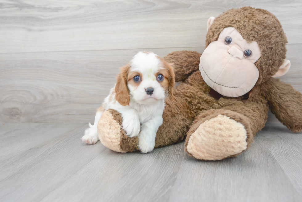 Cute Cavalier King Charles Spaniel Purebred Pup