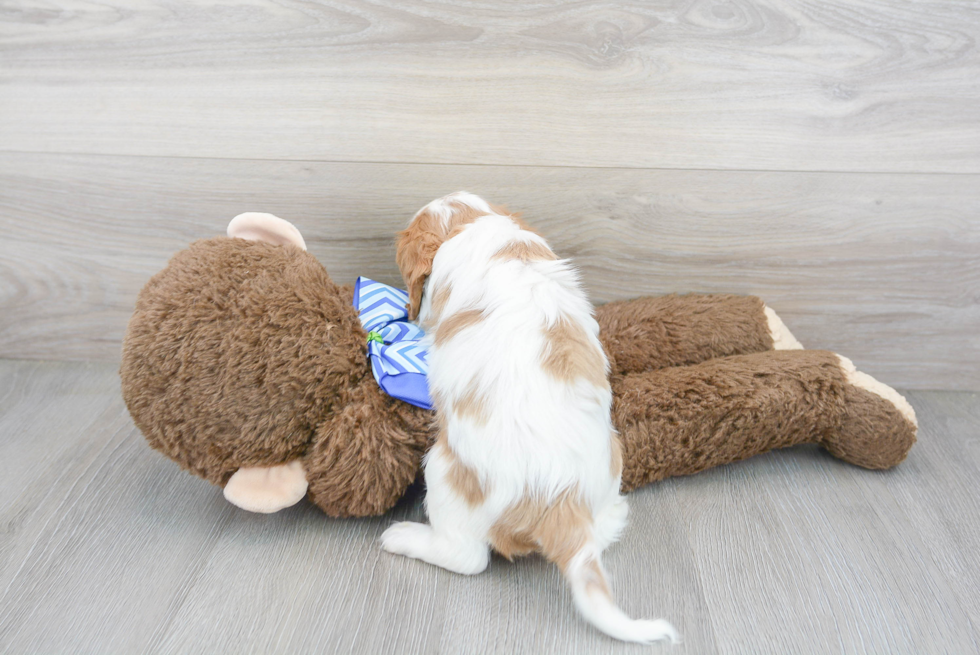 Cute Cavalier King Charles Spaniel Purebred Pup