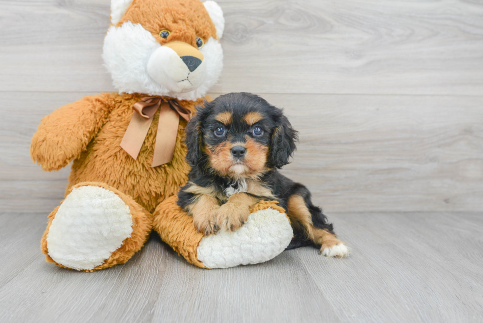 Cavalier King Charles Spaniel Pup Being Cute