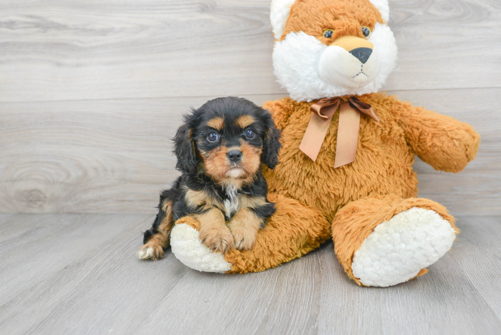 Cavalier King Charles Spaniel Puppy for Adoption