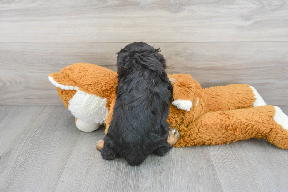 Hypoallergenic Cavalier King Charles Spaniel Purebred Pup