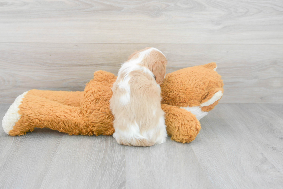 Little Cavalier King Charles Spaniel Baby