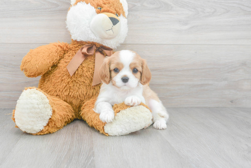 Little Cavalier King Charles Spaniel Baby