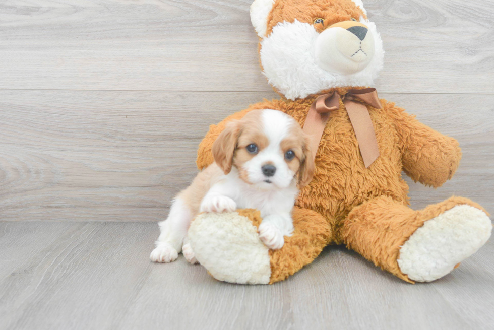 Best Cavalier King Charles Spaniel Baby