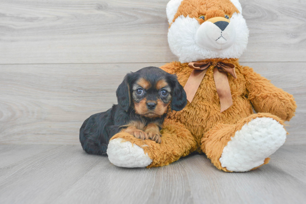 Best Cavalier King Charles Spaniel Baby