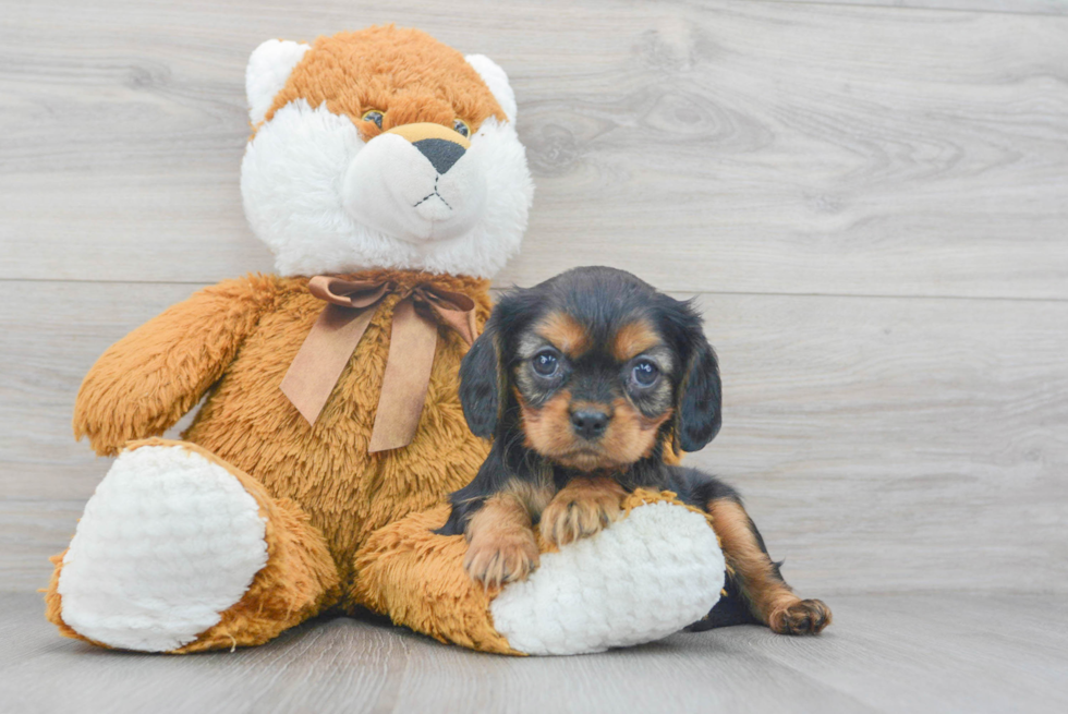 Cavalier King Charles Spaniel Puppy for Adoption