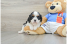 Funny Cavalier King Charles Spaniel Baby