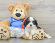 8 week old Cavalier King Charles Spaniel Puppy For Sale - Premier Pups