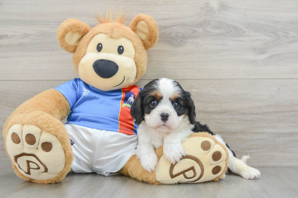 7 week old Cavalier King Charles Spaniel Puppy For Sale - Premier Pups