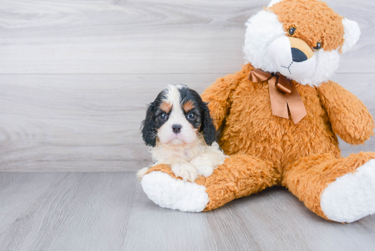 Best Cavalier King Charles Spaniel Baby