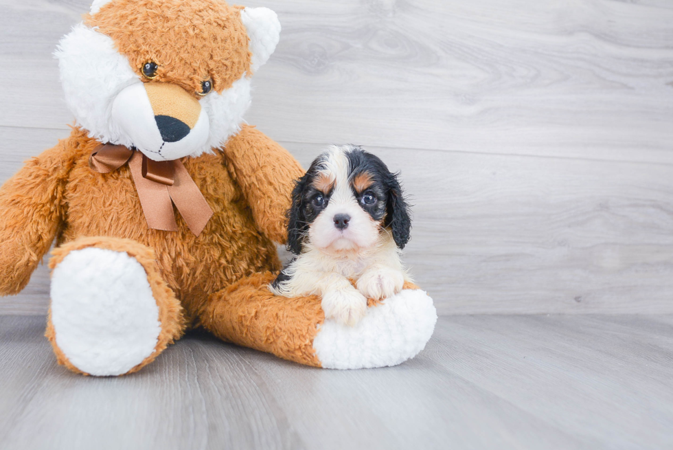 Best Cavalier King Charles Spaniel Baby