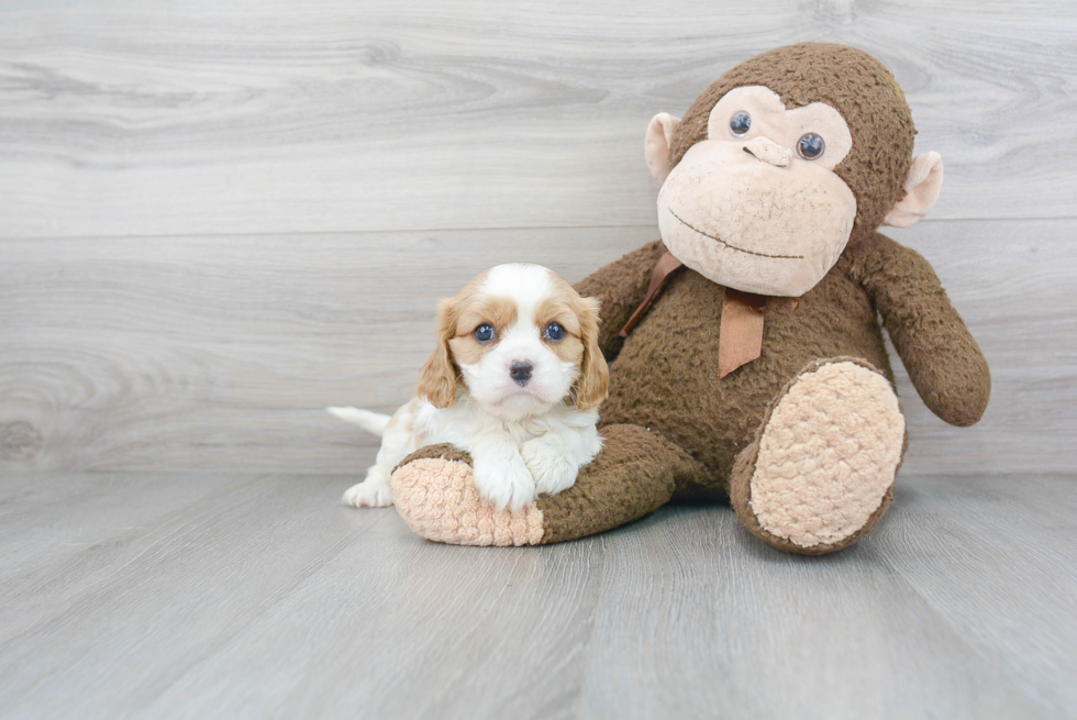 Little Cavalier King Charles Spaniel Purebred Pup