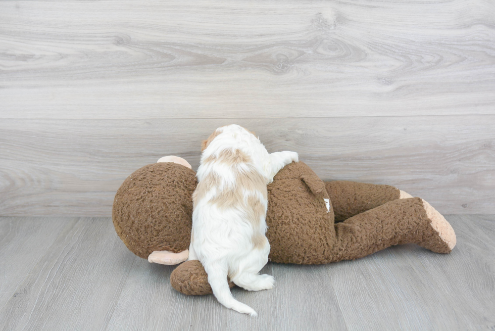 Cavalier King Charles Spaniel Pup Being Cute