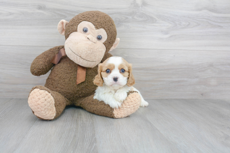 Smart Cavalier King Charles Spaniel Purebred Puppy