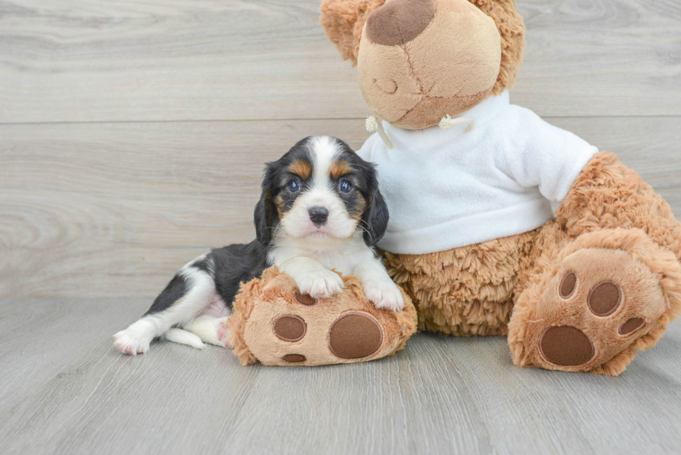 Best Cavalier King Charles Spaniel Baby