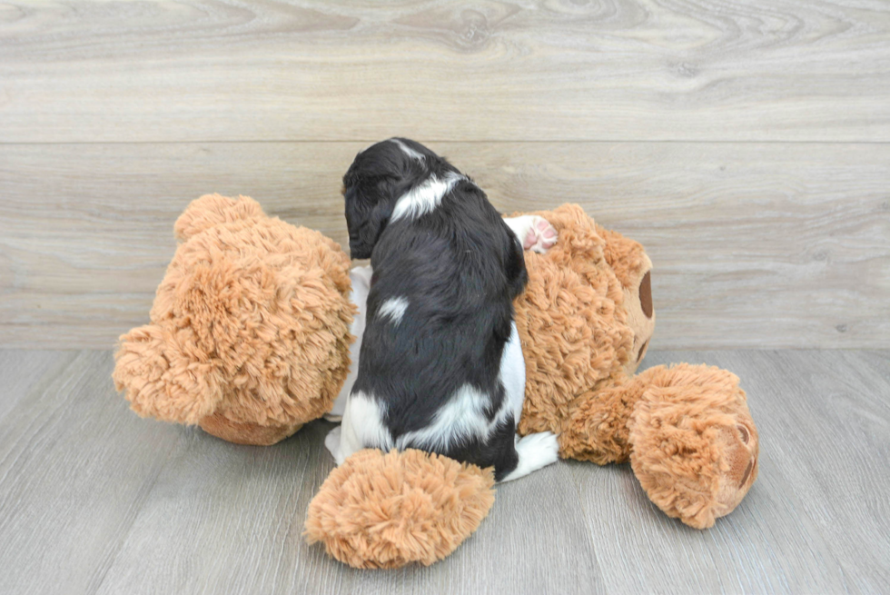 Playful Cavalier King Charles Spaniel Baby