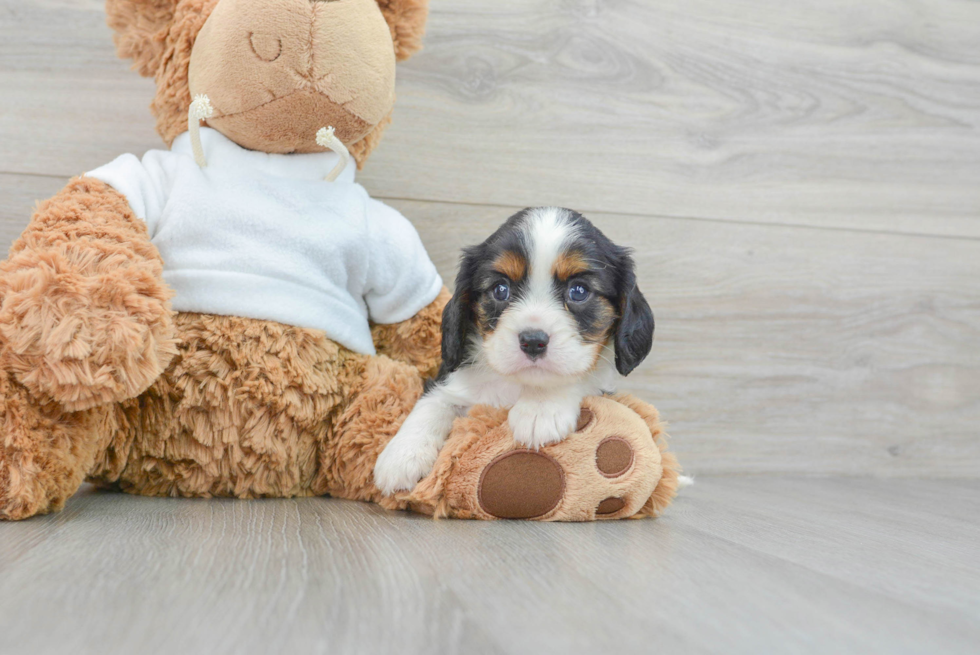 Best Cavalier King Charles Spaniel Baby