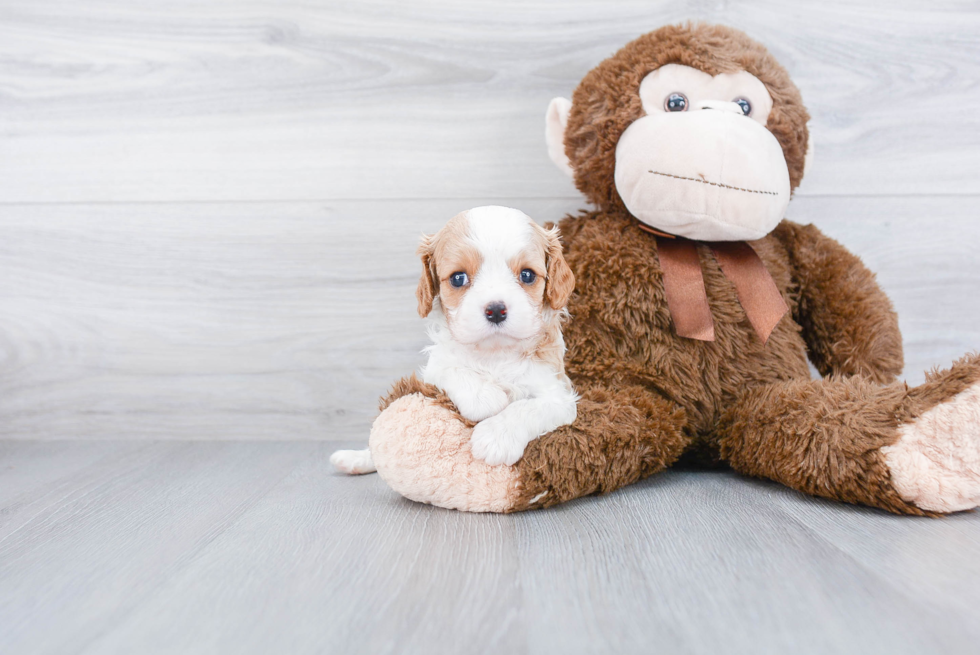 Hypoallergenic Cavalier King Charles Spaniel Purebred Pup