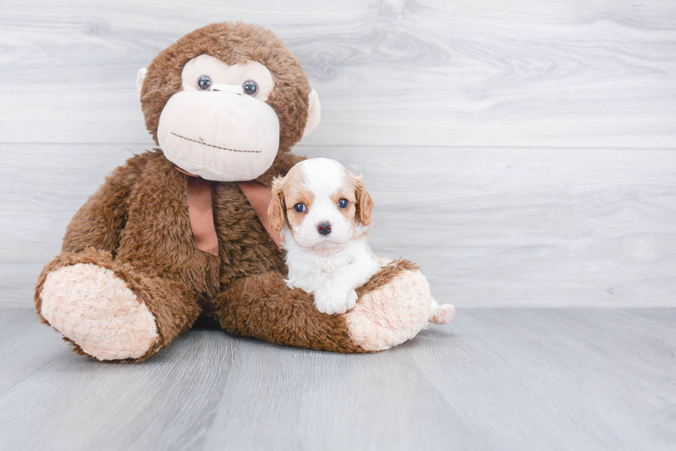 Best Cavalier King Charles Spaniel Baby