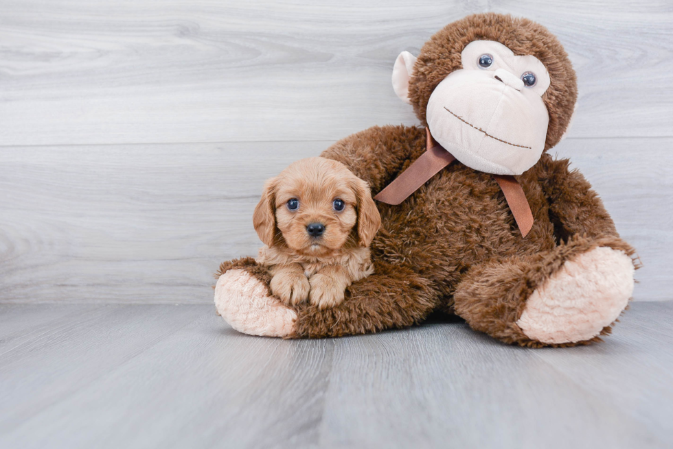 Best Cavalier King Charles Spaniel Baby