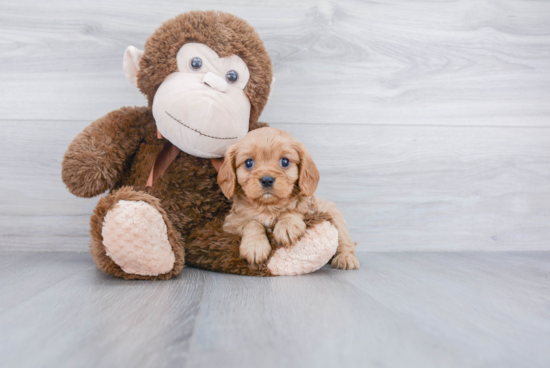 Playful Cavalier King Charles Spaniel Purebred Pup