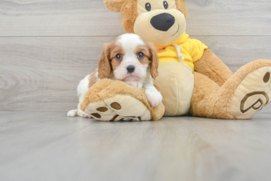 Little Cavalier King Charles Spaniel Baby