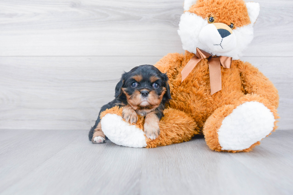 Best Cavalier King Charles Spaniel Baby