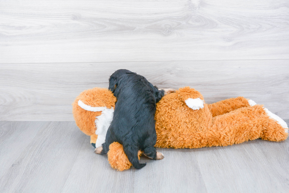 Cavalier King Charles Spaniel Pup Being Cute