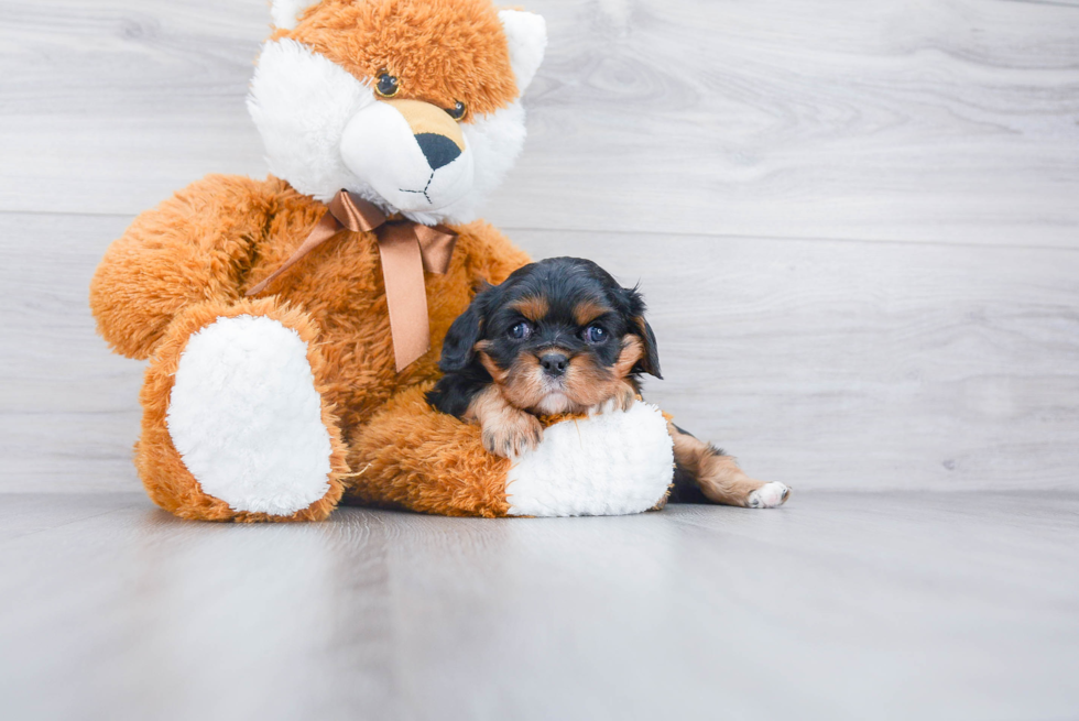 Best Cavalier King Charles Spaniel Baby