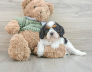 6 week old Cavalier King Charles Spaniel Puppy For Sale - Premier Pups