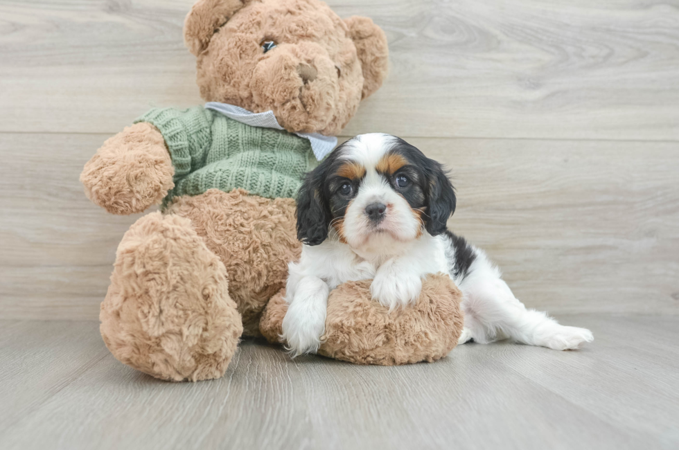 6 week old Cavalier King Charles Spaniel Puppy For Sale - Premier Pups