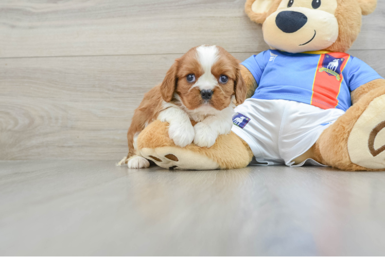 Hypoallergenic Cavalier King Charles Spaniel Purebred Pup