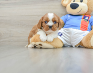 5 week old Cavalier King Charles Spaniel Puppy For Sale - Premier Pups