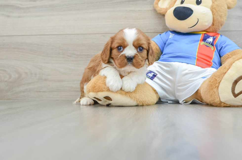 6 week old Cavalier King Charles Spaniel Puppy For Sale - Premier Pups