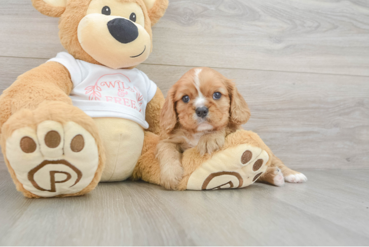 Cavalier King Charles Spaniel Pup Being Cute