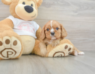 5 week old Cavalier King Charles Spaniel Puppy For Sale - Premier Pups