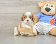 5 week old Cavalier King Charles Spaniel Puppy For Sale - Premier Pups