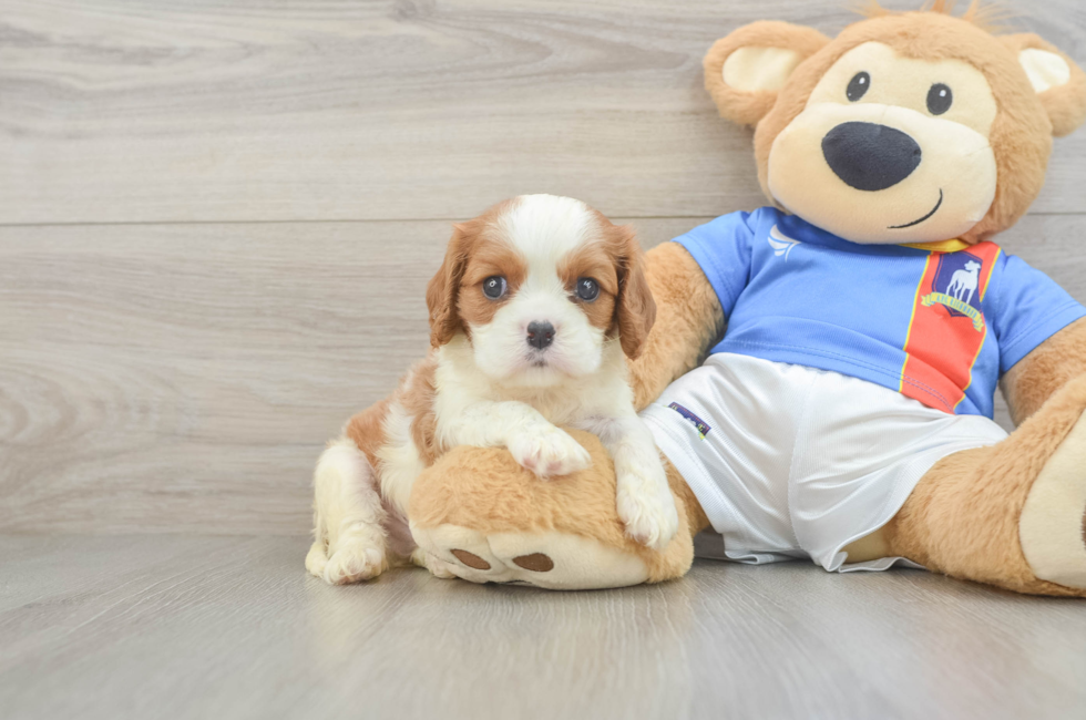 6 week old Cavalier King Charles Spaniel Puppy For Sale - Premier Pups
